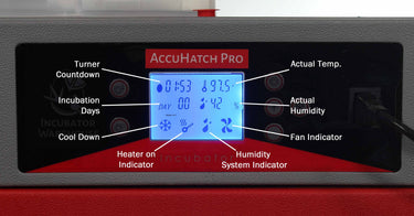 Cabinet Incubator